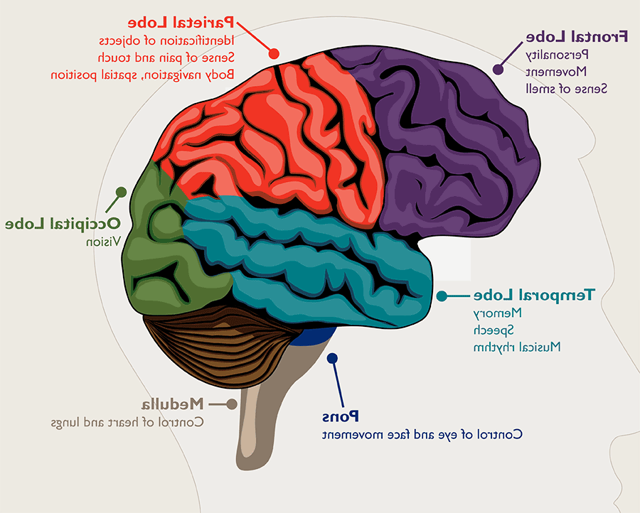 大脑的五个独立部分及其相关症状的示意图. 额叶影响个性、运动和嗅觉. 顶叶影响物体识别, pain and touch, 身体导航和空间位置. 枕叶与视觉有关. 髓质控制着心脏和肺. 脑桥负责面部和眼睛的运动. 颞叶负责记忆、语言和音乐节奏.